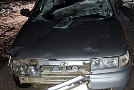 Под Пензой лось попал под колеса сразу двух авто