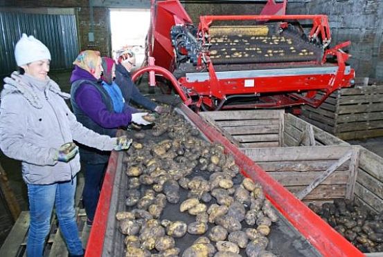 Почему пензенские сельхозпроизводители не рады крупной картошке