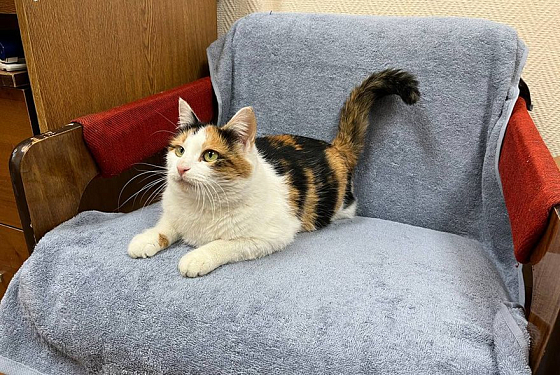 Трехцветная кошка Лика нашла новый дом