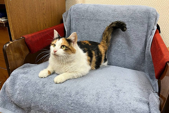 Трехцветная кошка Лика нашла новый дом