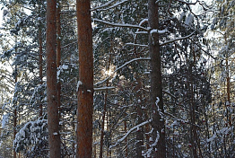 В Бековском районе сельчанин спилил деревья на особо защитном участке леса В Бековском районе сельчанин спилил деревья на особо защитном участке леса