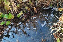 В Пензе устанавливаются причины загрязнения водоема у горбольницы №6