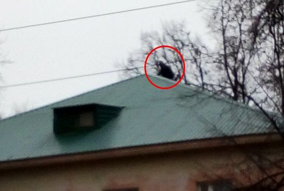В Пензе мужчина забрался на крышу дома 