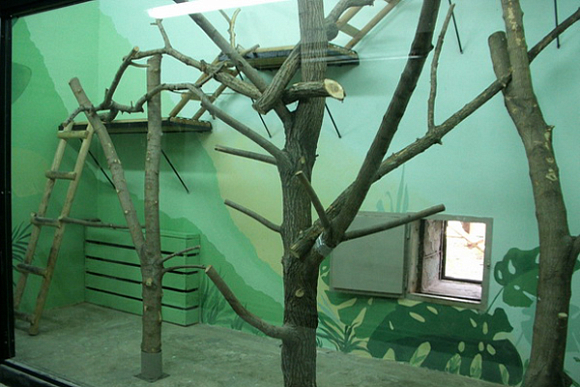 В пензенском зоопарке «зимние квартиры» приматов сменят «интерьер»