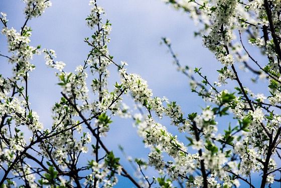 Как создать гармоничное пространство вокруг дома