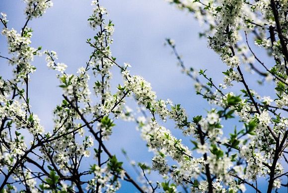 Как создать гармоничное пространство вокруг дома