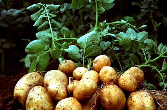 Пензенские чиновники лично будут выращивать картошку