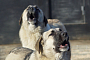 Бродячие собаки представляют угрозу для жителей, Фото pixabay.com