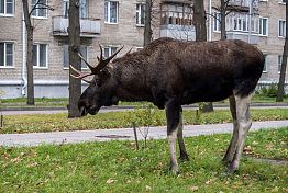 В Лопатинском районе лось стал участником ДТП