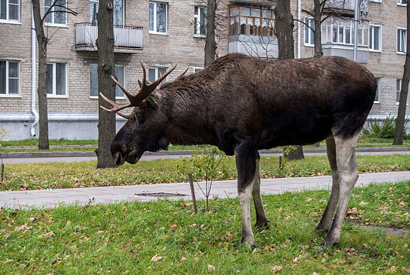 В Лопатинском районе лось стал участником ДТП