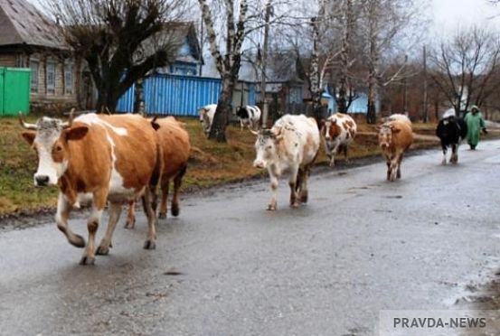 В Лунинском районе «ковбоя» подвел приятель-сельчанин