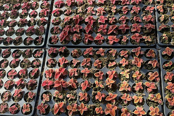 В Пензе высадят почти 300 тысяч цветов