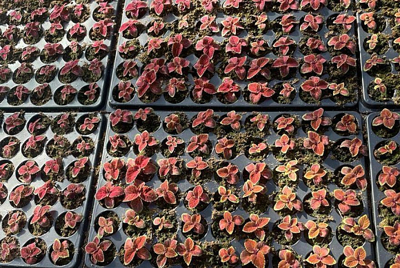 В Пензе высадят почти 300 тысяч цветов