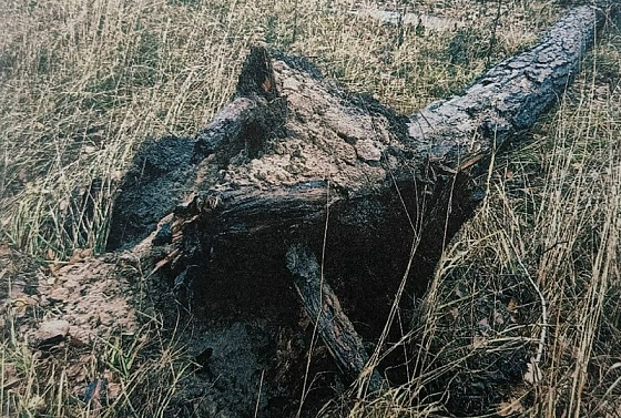 Пенсионер из Заречного отсудил 637 тысяч рублей после падения на него сосны