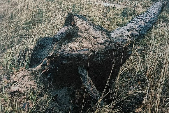 Пенсионер из Заречного отсудил 637 тысяч рублей после падения на него сосны