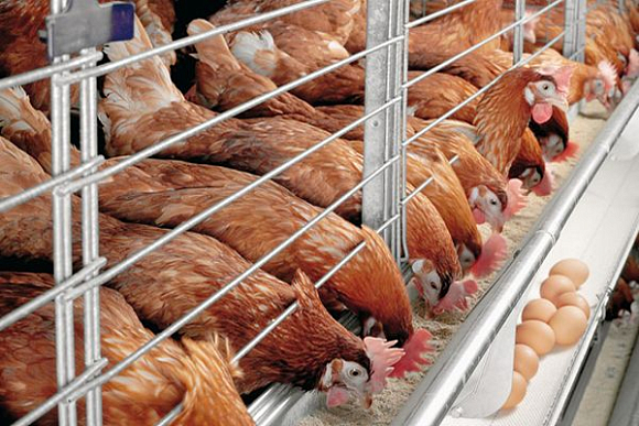 В Каменском районе построят птицефабрику на 150 тыс. кур-несушек
