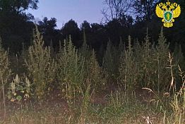 В Шемышейке суд вынес приговор культиваторам конопли