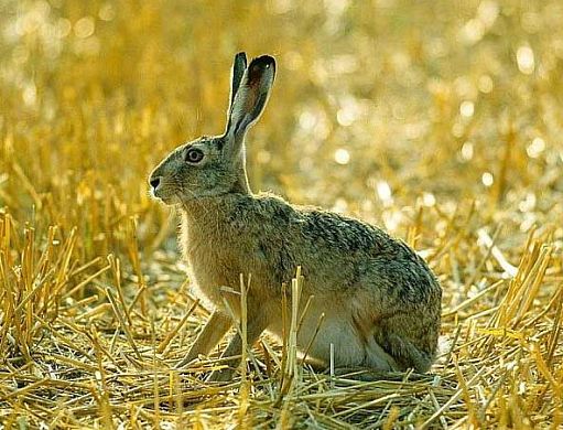 В Пензенской области запрещена охота на зайцев