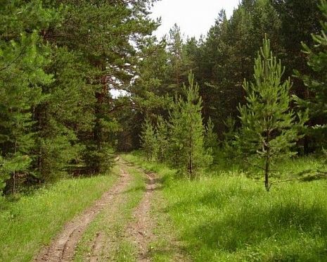 В Пензенской области пройдет акция «Чистый лес»