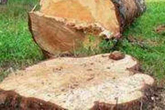 Мокшанские лесники выявили незаконную рубку деревьев на 566 тыс. рублей