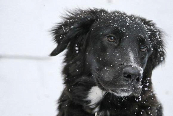 В Колышлейском районе бездомные собаки покусали 13 жителей