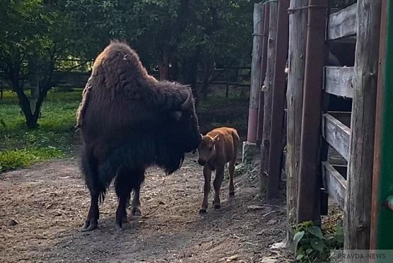 В Пензенском зоопарке выбрали имя для малыша-бизона