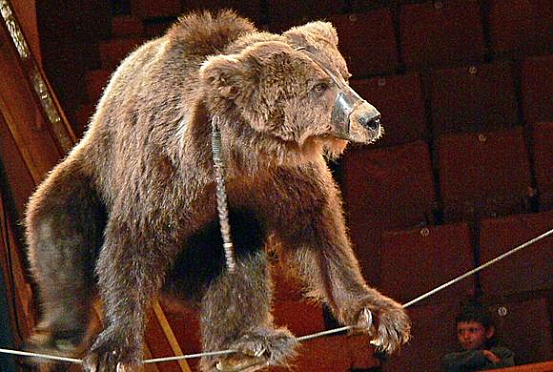 Номер с напавшим на дрессировщика медведем уберут из программы пензенского шапито