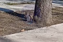 Пензенцы отметили большое количество белок в сквере им. Лермонтова Пензенцы отметили большое количество белок в сквере им. Лермонтова