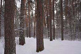 Пензенец незаконно спилил шесть сосен высотой более 20 метров Пензенец незаконно спилил шесть сосен высотой более 20 метров
