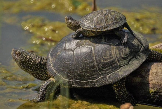 В пензенских водоемах живут черепахи из Красной книги