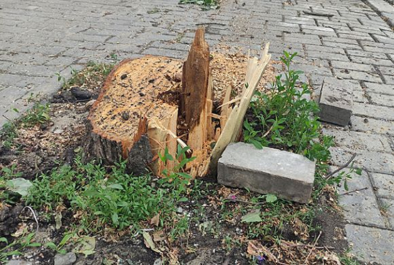 Олег Мельниченко запретил пилить деревья на ул. Московской в Пензе