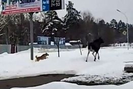 В Заречном собака прогнала гулявшую по городу лосиху