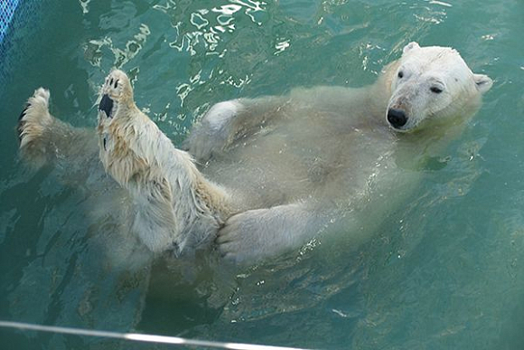 В Пензенском зоопарке белый медведь соседствовал с 5 карасями