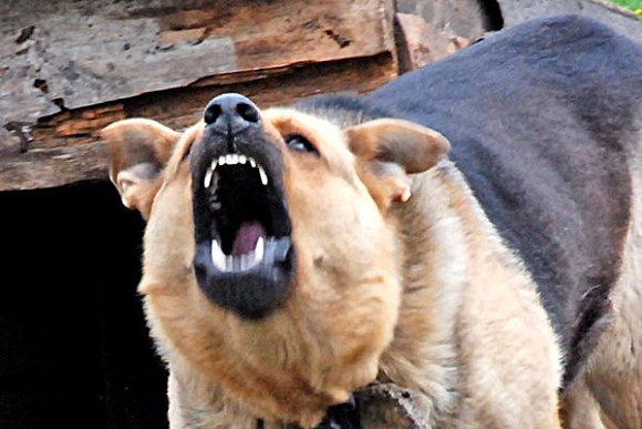 В Кузнецке собака изуродовала лицо 4-летнему мальчику