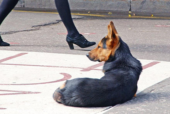 Пензенцы возмущены ростом числа бездомных собак в Пензе