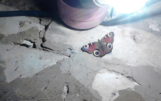 Пензенец нашел в гараже живую бабочку