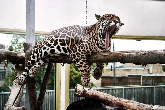  В зоопарк Пензы вернулся ягуар Азар