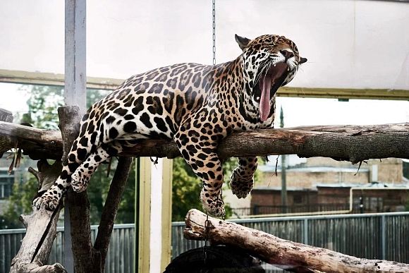  В зоопарк Пензы вернулся ягуар Азар