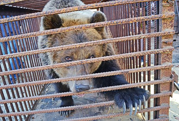 Пензенцы навещают медведицу Нюру в зоопарке Минска