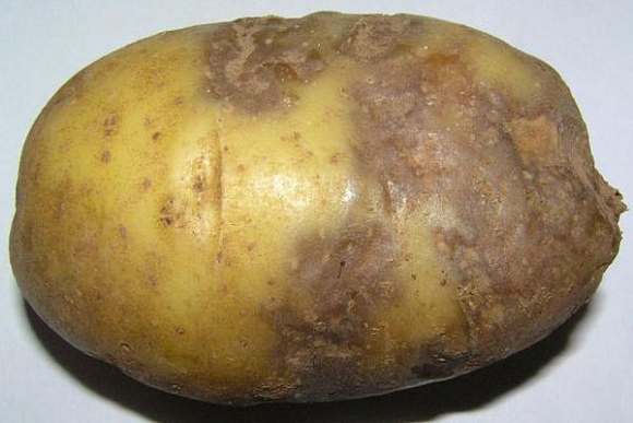 Спасите картофель от фитофторы