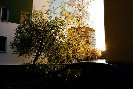 В Пензе и области участились случаи незаконной вырубки деревьев