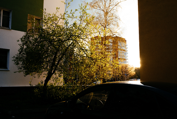 В Пензе и области участились случаи незаконной вырубки деревьев