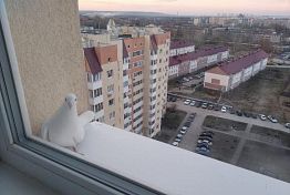 В Пензе задержали оконщиков, обиравших пенсионеров