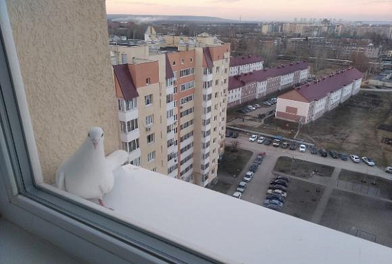 В Пензе задержали оконщиков, обиравших пенсионеров
