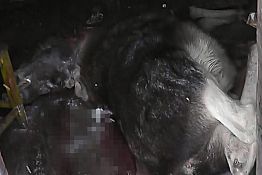 Под Мокшаном браконьеры на снегоходе застрелили лося