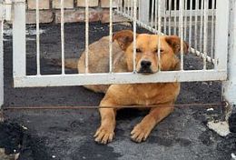 С начала года в Пензенской области зарегистрировано 9 случаев бешенства у животных С начала года в Пензенской области зарегистрировано 9 случаев бешенства у животных