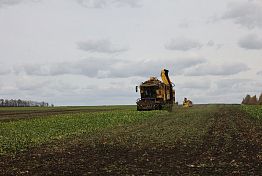 Урожайность сахарной свеклы в Пензенской области составляет 449 ц/га Урожайность сахарной свеклы в Пензенской области составляет 449 ц/га