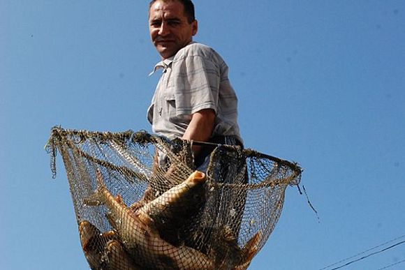 В Пензенской области увеличилось производство товарной рыбы