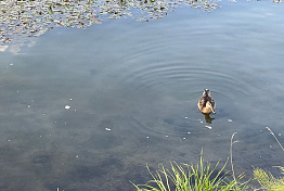 В Шемышейском районе сельчанин незаконно владел землей и прудом