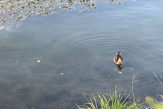 В Шемышейском районе сельчанин незаконно владел землей и прудом
